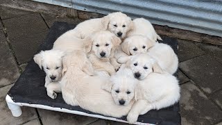 7 and 1/2 week-old golden retriever puppies (The Sweets Litter)