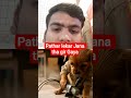 #funny #2मुखी #cutedog #pets #puppy #nayenawelidulhanparpehledin #cute #jeevansakshi #monkey