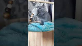 #кот #котики #котик #котята #котэ #коти #cat #kitten #funnycat #cute #cutecat #mushuk #mushukcha