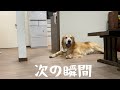 普段温厚なゴールデンレトリバーが飼い主に牙を剥く瞬間がこちら。