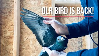 Our One Loft Race (OLR) racing pigeon is back!!!