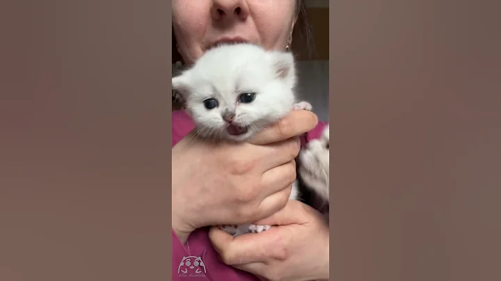 Video 8417501: cat kitten chinchilla, cats kittens meowing, meowing mother cat, chinchilla silver kittens