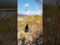 🐱🌸山男の歌」いつもは音源から遠ざかるのに近づいてきた^_^🐱🌸