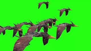 Group Of Pterodactyl Side Fly | Green Screen 3D Animation Video