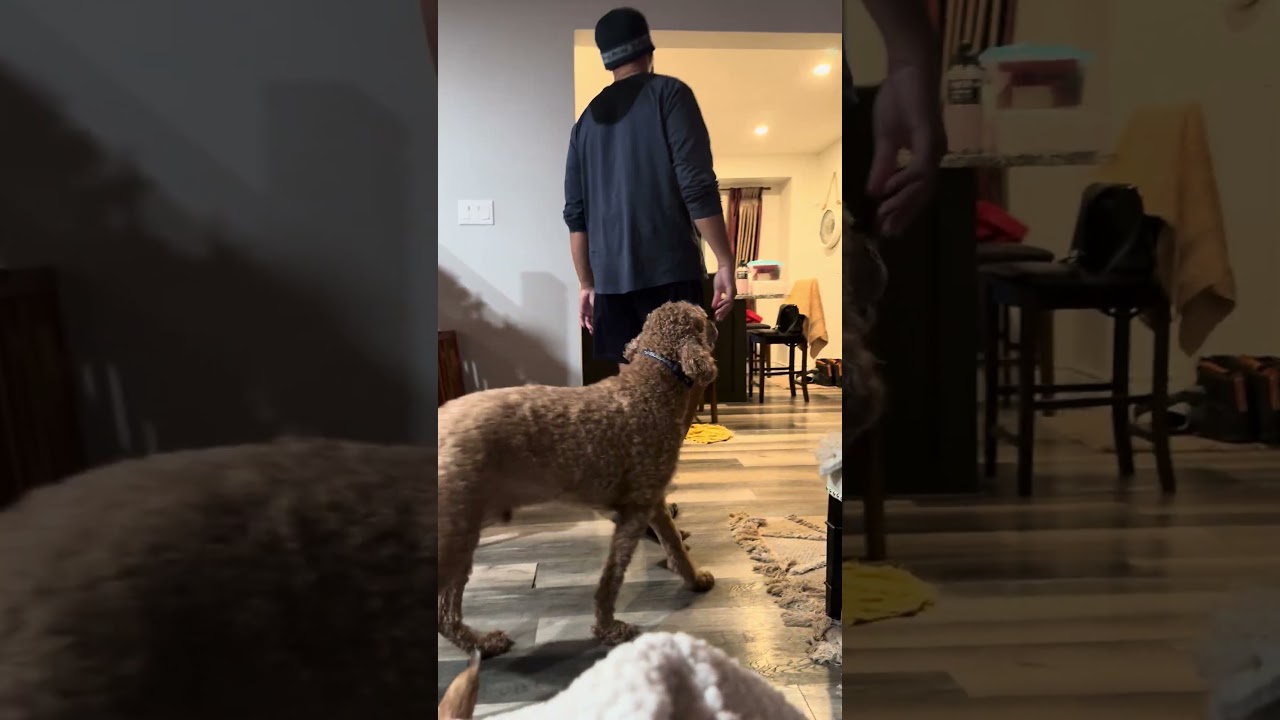 #goldendoodle asking for #pandesal