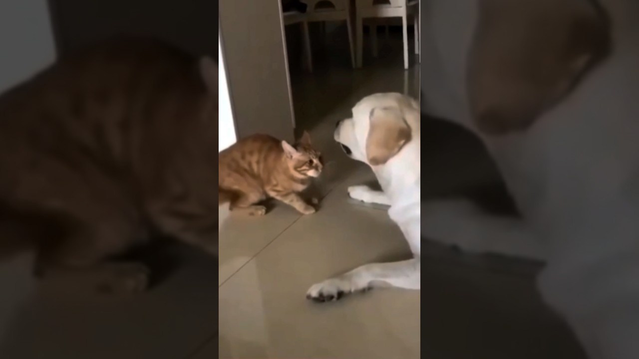 This Orange cat tries to calm his blind dog friend🥺 