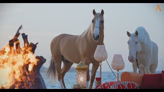 Animalia Horses Zar and Alamo relax by the fire