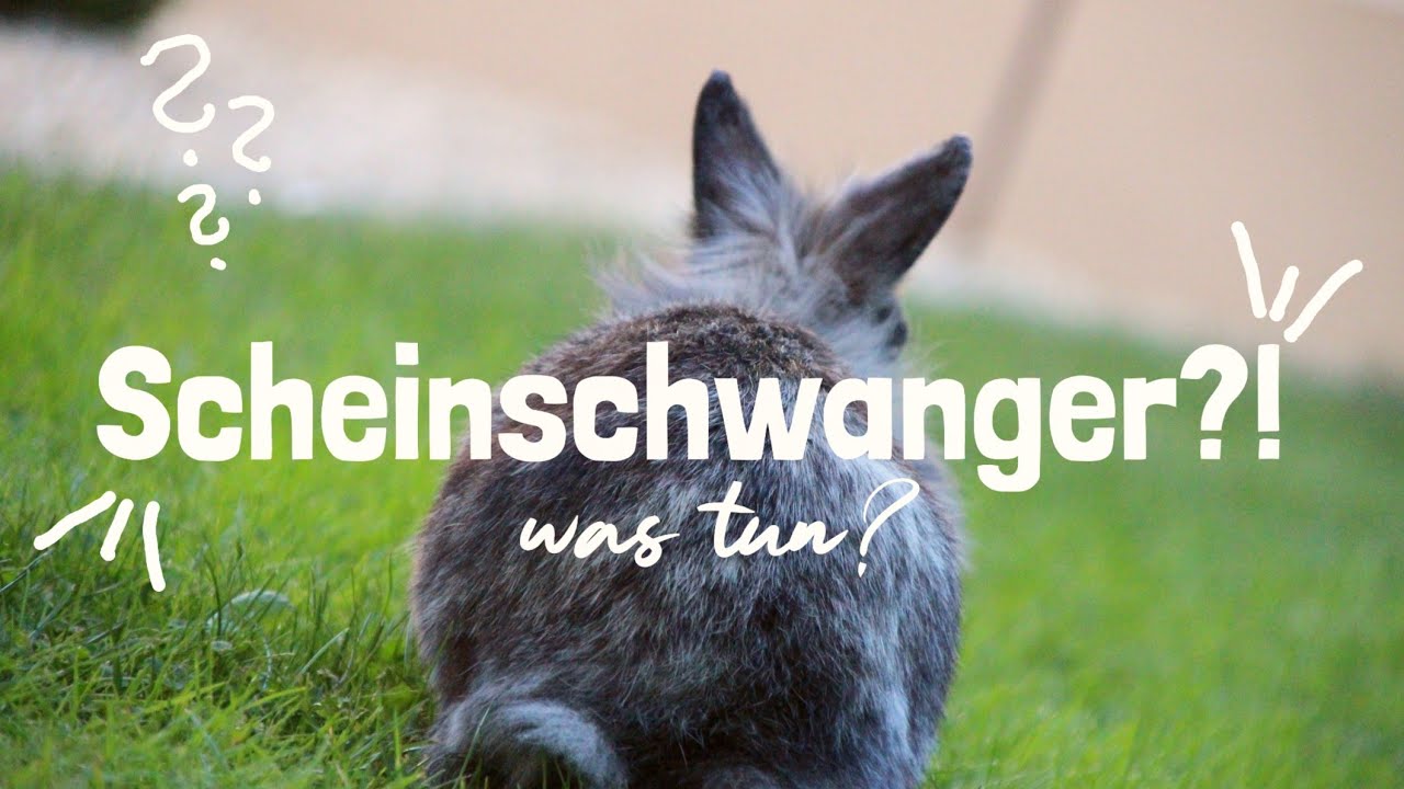 Was Tun Wenn Kaninchen Scheinschwanger Ist Scheinschwangerschaft bei Kaninchen | eure Fragen - YouTube