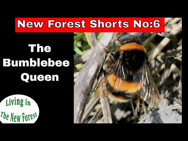 Katta dumba keksa porno Lev Tolstoy porno