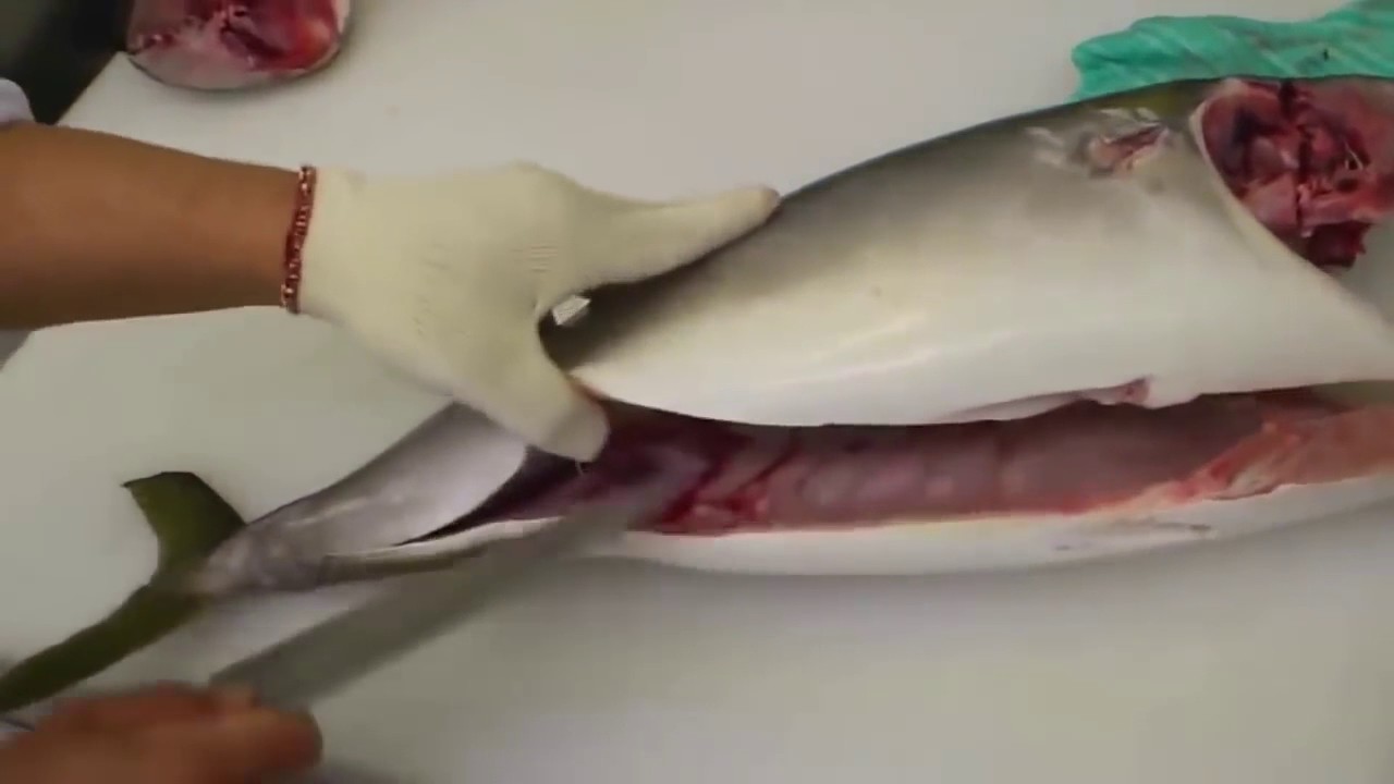 【日料刀工系列】分切黄尾鱼 How To Clean and Fillet Yellowtail Fish 63 CHANNEL 2016