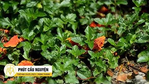 Phút Cầu Nguyện, Thứ Hai 24/05/2021: Người trẻ và ơn Chúa Thánh Thần