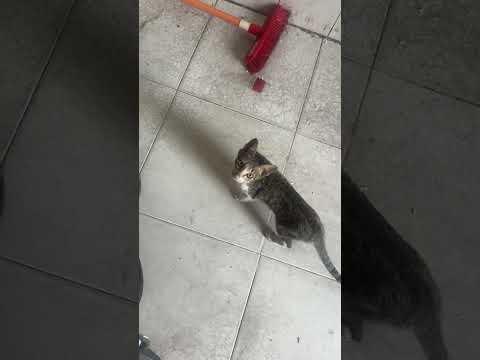 The Cat Ran To The Right