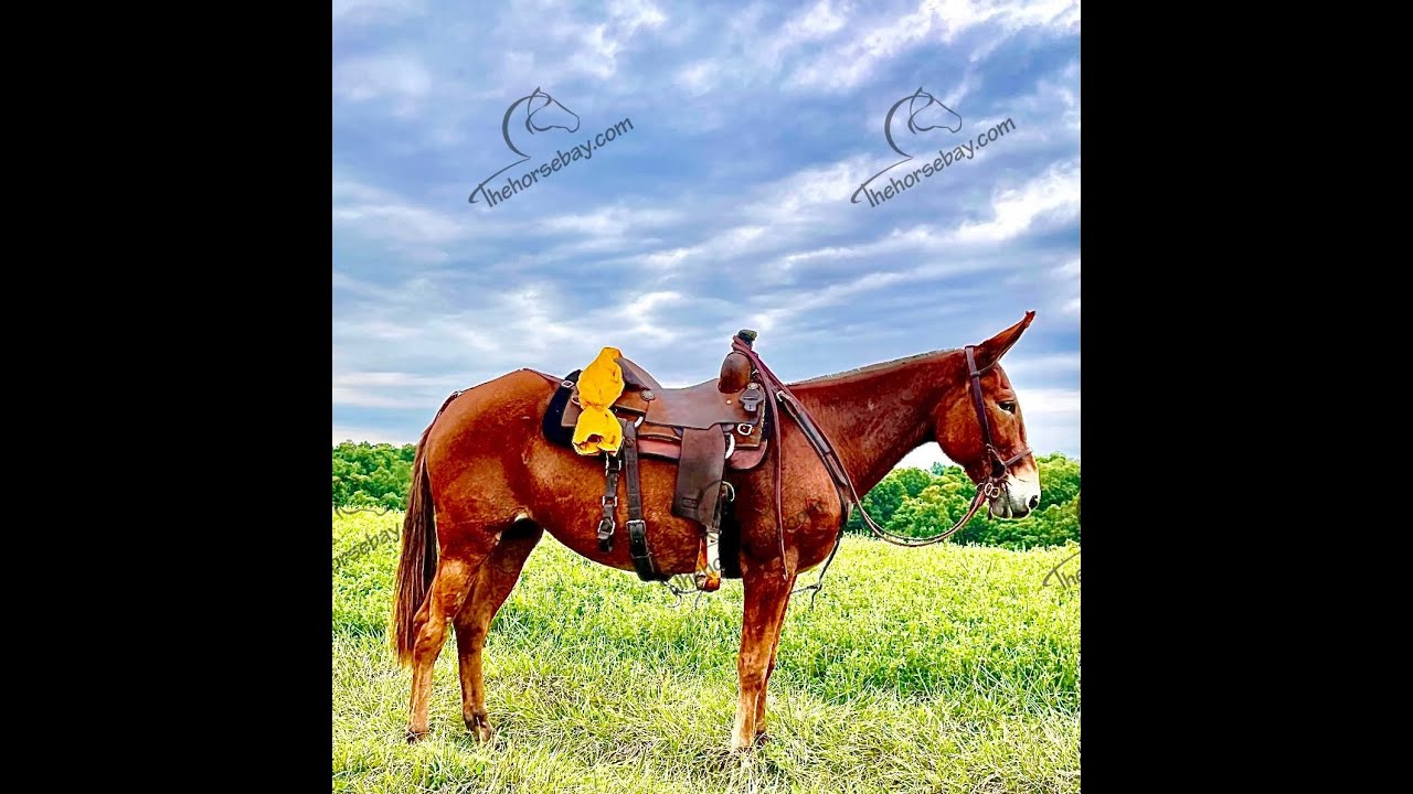 mule dealers near me