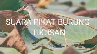 SUARA PIKAT BURUNG TIKUSAN 100% AUDIO JERNIH...!!!
