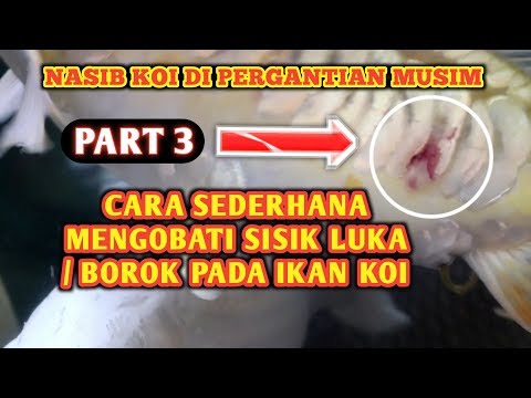 cara-mengobati-sisik-luka-borok-pada-ikan-koi-|-part-3