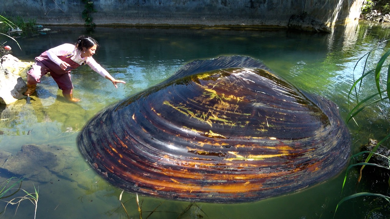What a coincidence! The pearl clam just came out