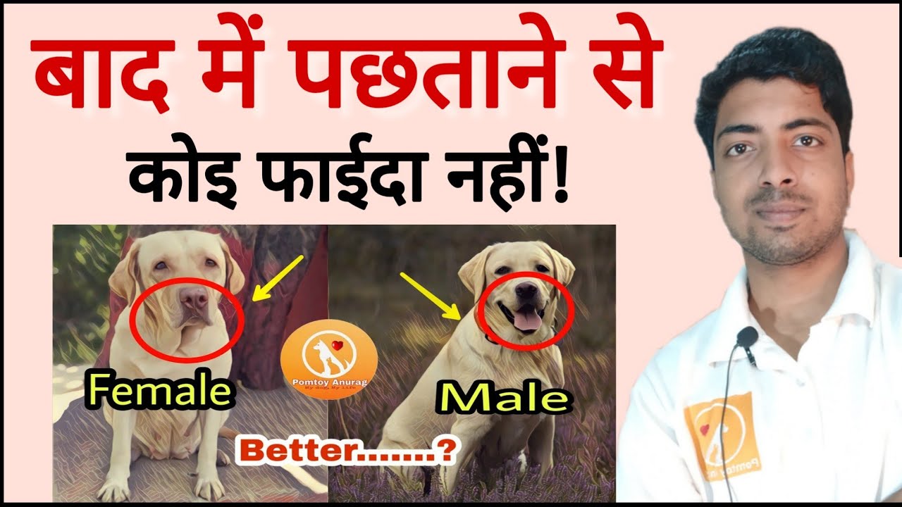 Whats Better Male Or Female Dogs