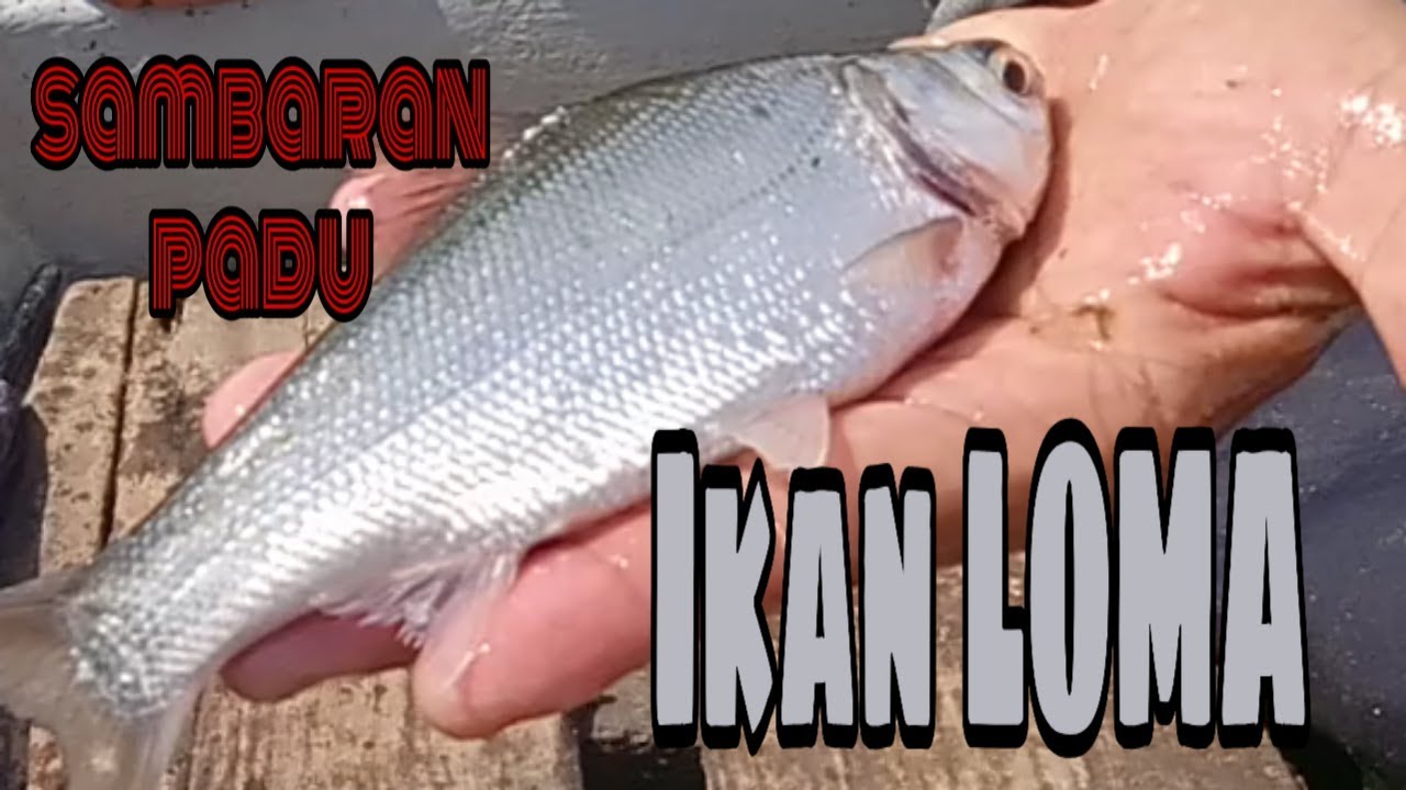 Memukat ikan loma  untuk buat lauk Dan tarikan giant Toman 