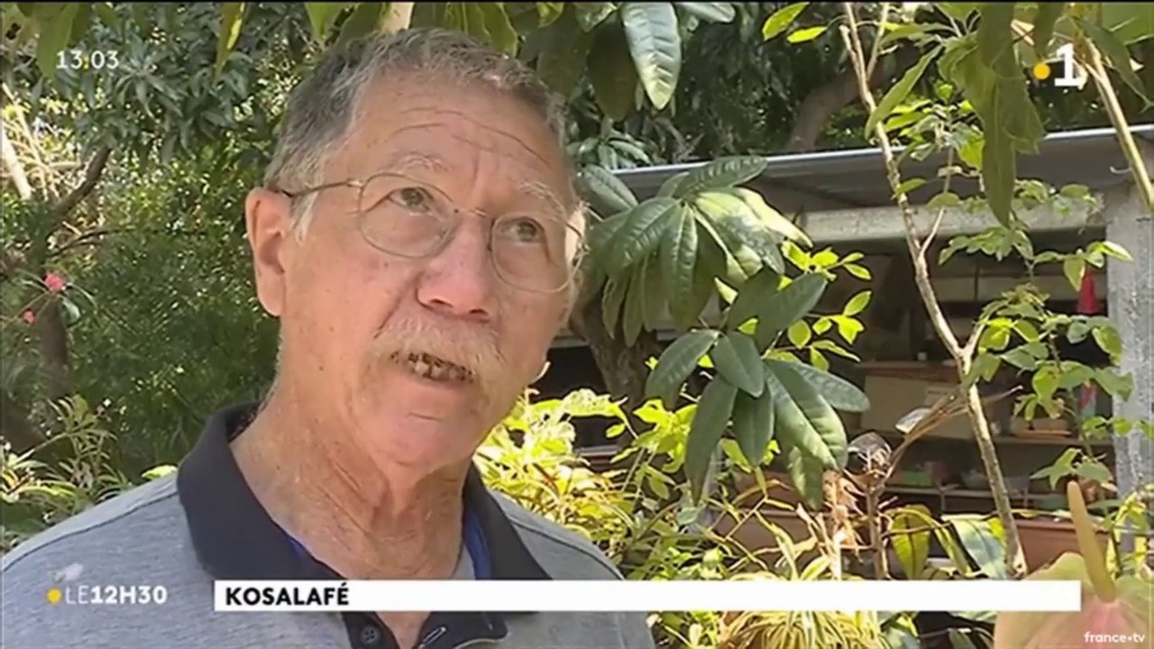 Guérit vite Colle colle plante médicinale plaie difficile et digestion Raymond Lucas