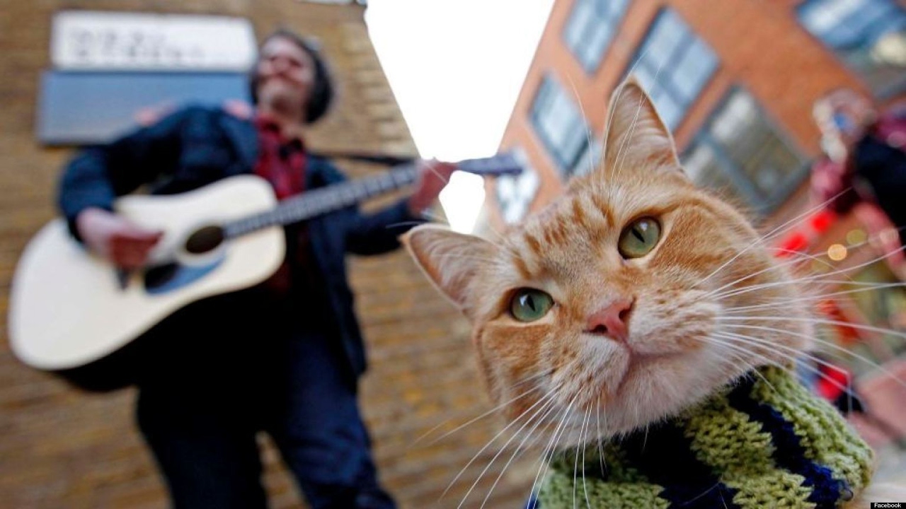 A Street Cat Named Bob Short Documentary Napisy Pl Youtube