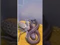 Spider vs snake #spider #snake #venom #wildlife #hunting #viral