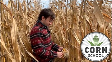 Corn School: Splitting nitrogen for profitability and for the environment