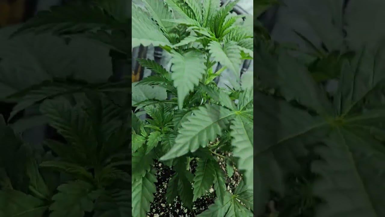 Purple Punch x Apple Fritter: Potent Pairing! 🍇🍏 