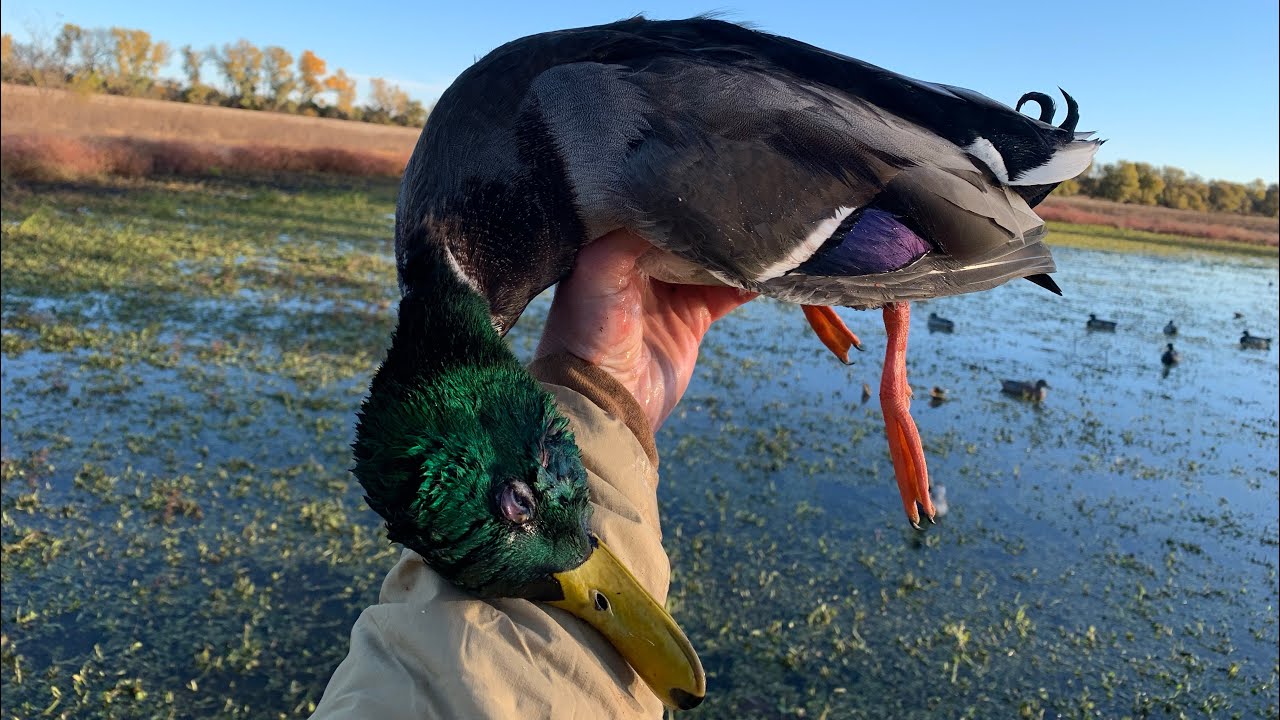 Mallards Limit Before Work and My Buddies First Duck! YouTube