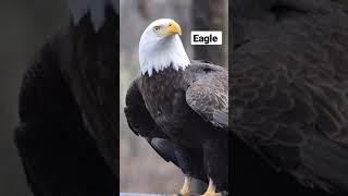 Eagle  Ringtone