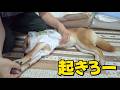 【台風接近】ごろ寝のままでレインコートを着せられる 柴犬小夏
