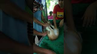 DOG CASTRATION(1)