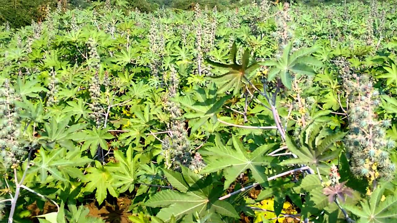 Hybrid Castor Farm YouTube