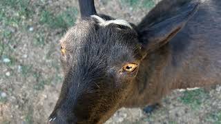 🐐SHORT STREAM🐐Meccha Chameleon and Hero SHooters!![ Day 330 - 1826 ]