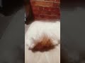 minha cachorra