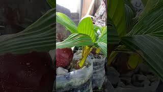 Bonsai Kelapa🌴Pot' AQua Galon🤔