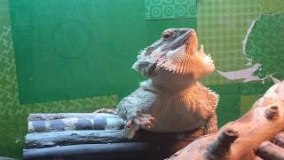 bearded dragon puffing beard to loosen shed