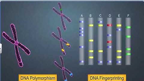 CBSE Class 12 Biology ¦¦ Molecular Basis of Inheritance – 16 ¦¦ DNA Fingerprinting ¦¦ NCERT Animatio