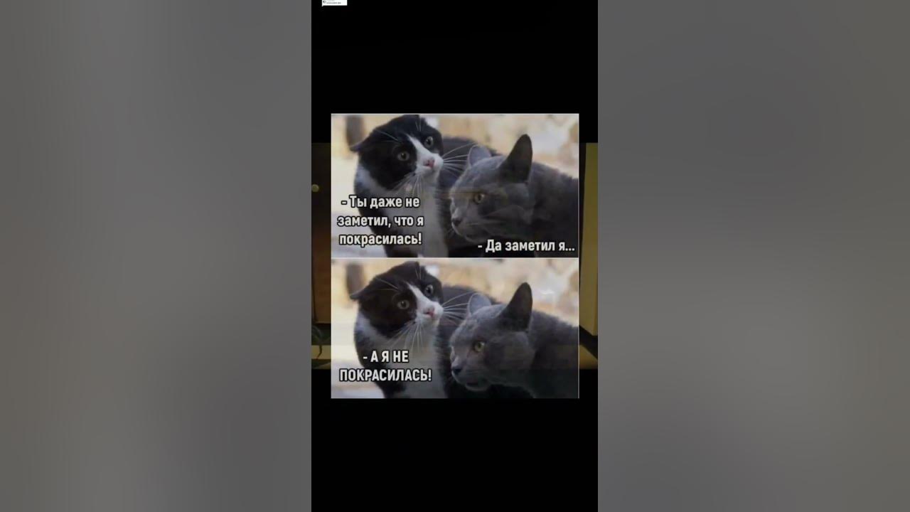 #meme #коты #мем #мемы #ко - YouTube