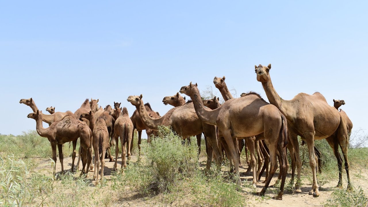 Camels Feeling Better in Sunlight in Winter | 