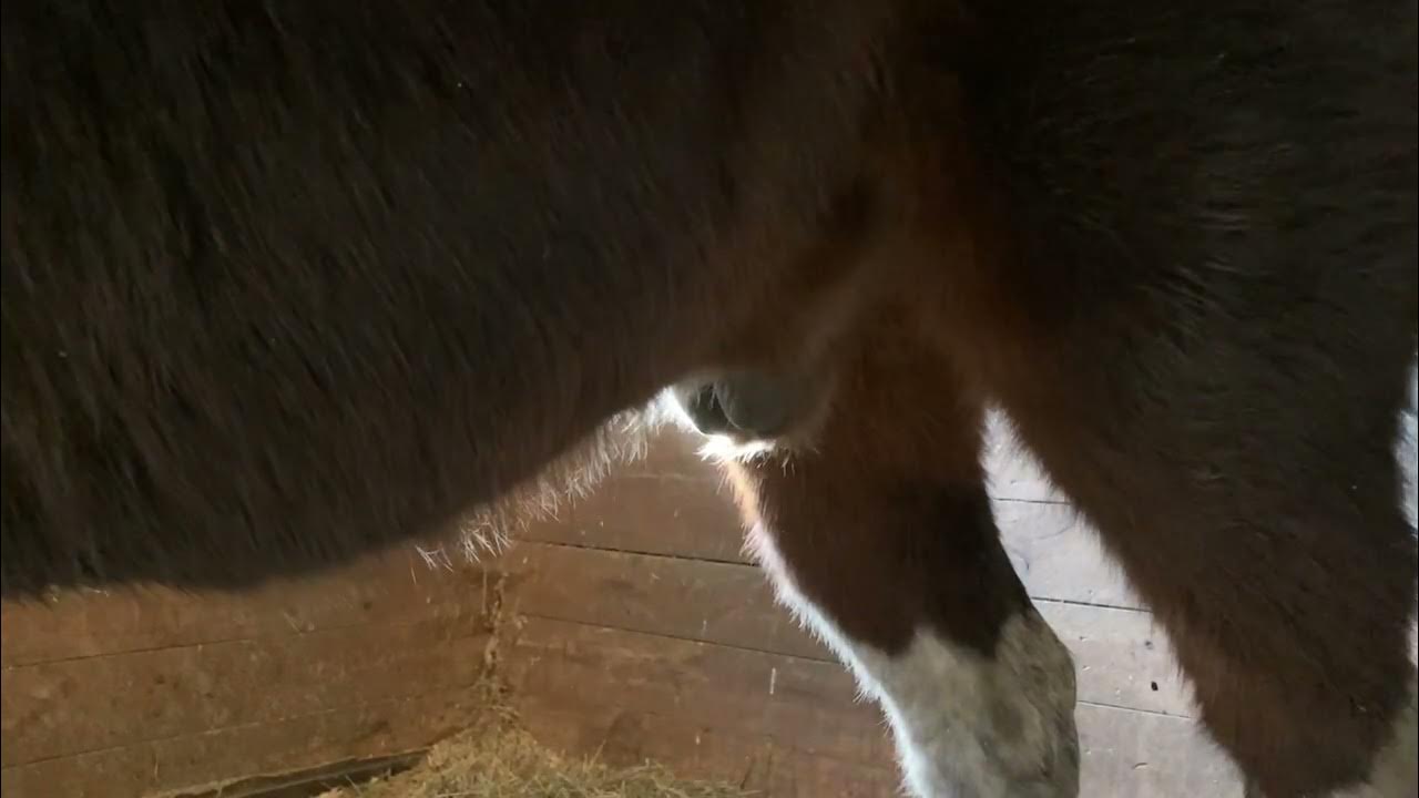 Bean check your horse's sheath YouTube