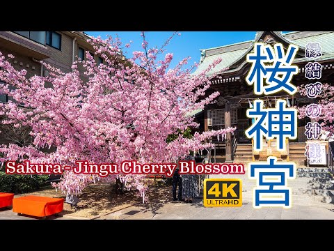 桜神宮の河津桜【日本の桜2021🌸】東京のインスタ映えする桜の名所 4K HDR【桜開花・お花見】 - Sakura-Jingu Cherry Blossom Sakura Japan 2021