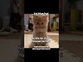 Funny Reels #beauty #memes #relatable #aesthetic #trending #viral #catmemes #funny #tweetreels #cat
