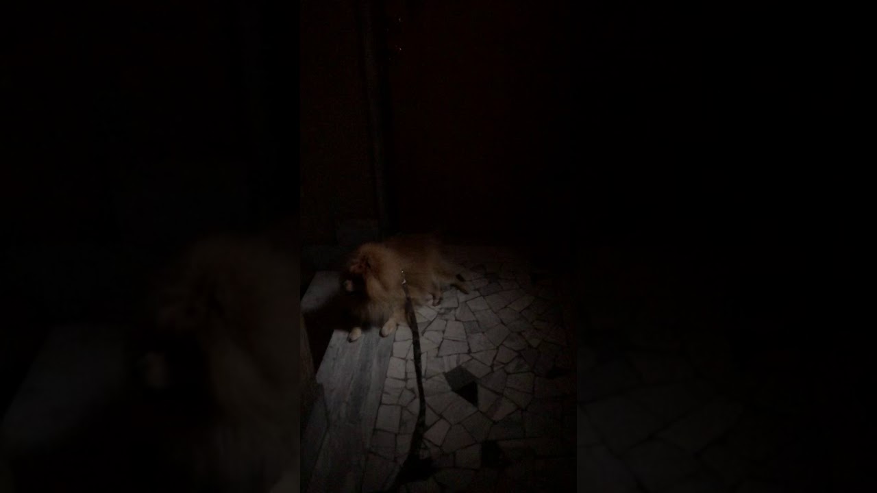 Il Cane Avverte Le Presenze In Casa