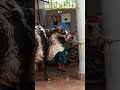 Dil lg gya 🫠 #qurbani #foryou #viralvideo