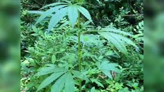 July 12th update Seven Leaf Genetics MamaLuke