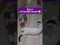 My American Bully Declared War On My Cat 😭🐶🐱