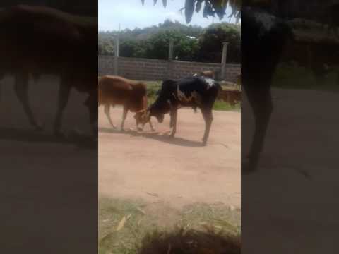 Timbwili La Ngo Mbe Wakipigana 