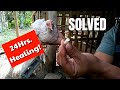 Gamot sa Halak at Sipon ng Manok | Fastest Chicken Medications