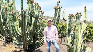 PITAYAS fruta exótica ¿Será Cara? | Llegó la temporada de cosecha entre los cactus | 4 Variedades