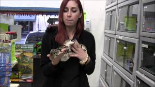 Adult Ball Python